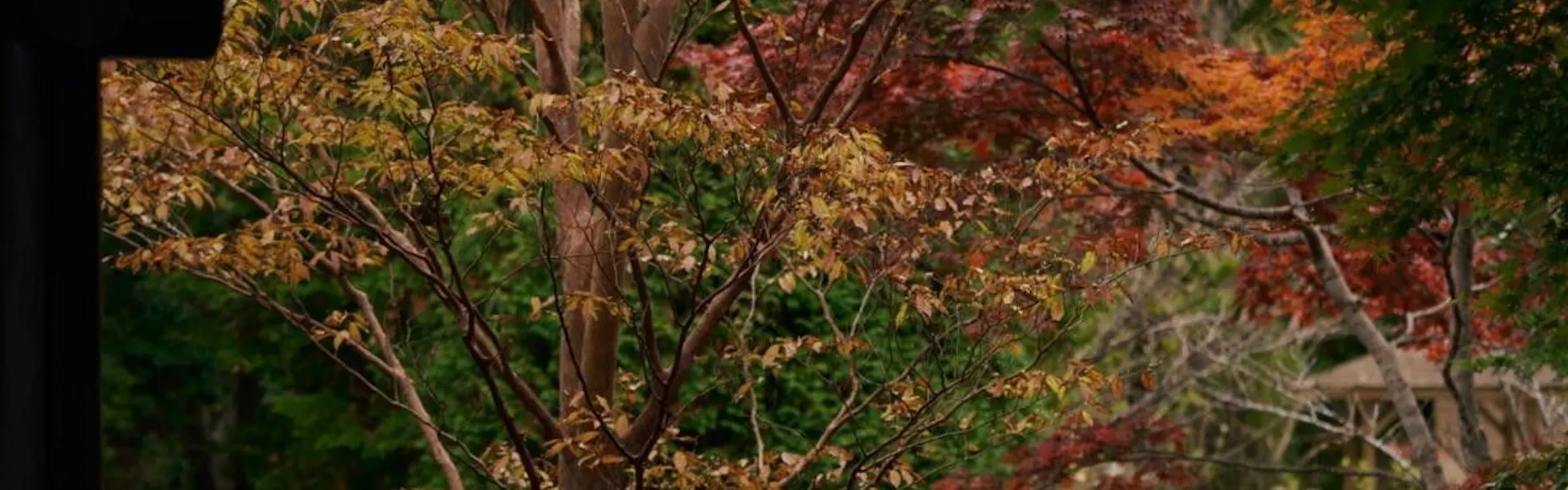箱根翡翠