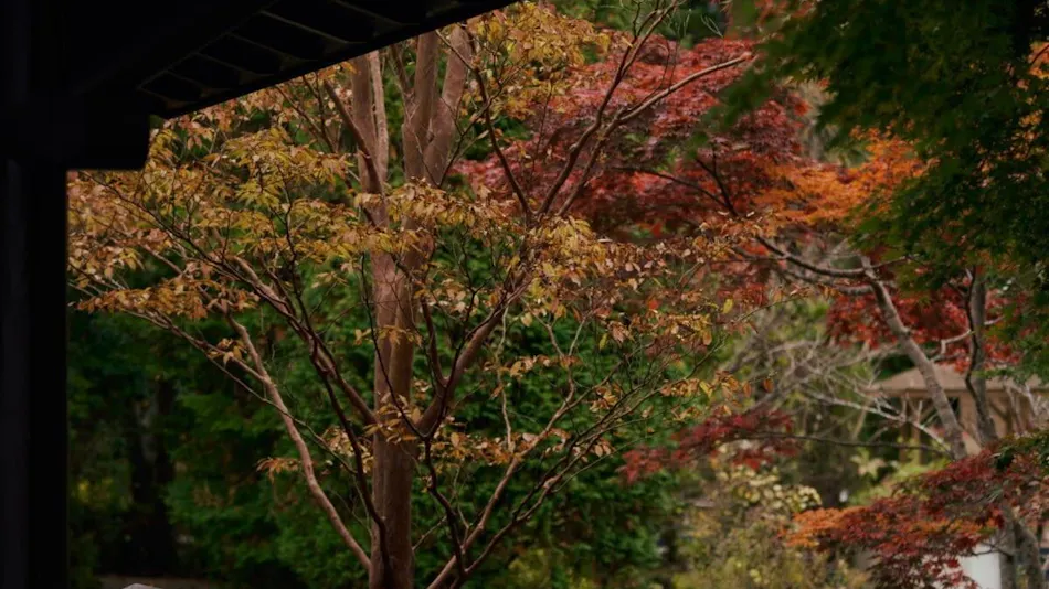 Hakone Hisui