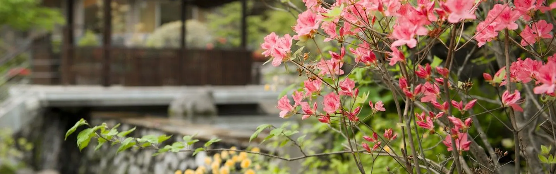 箱根翡翠