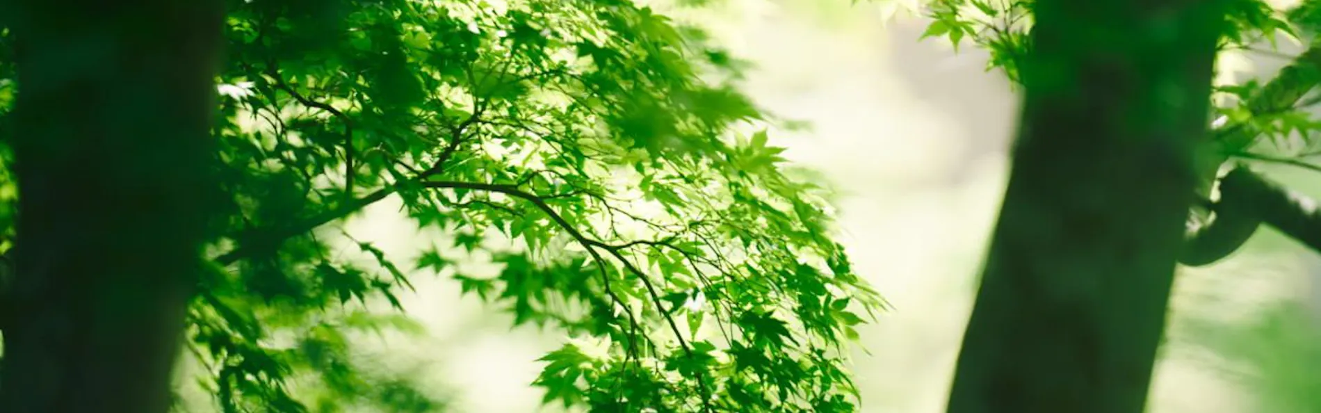 箱根翡翠