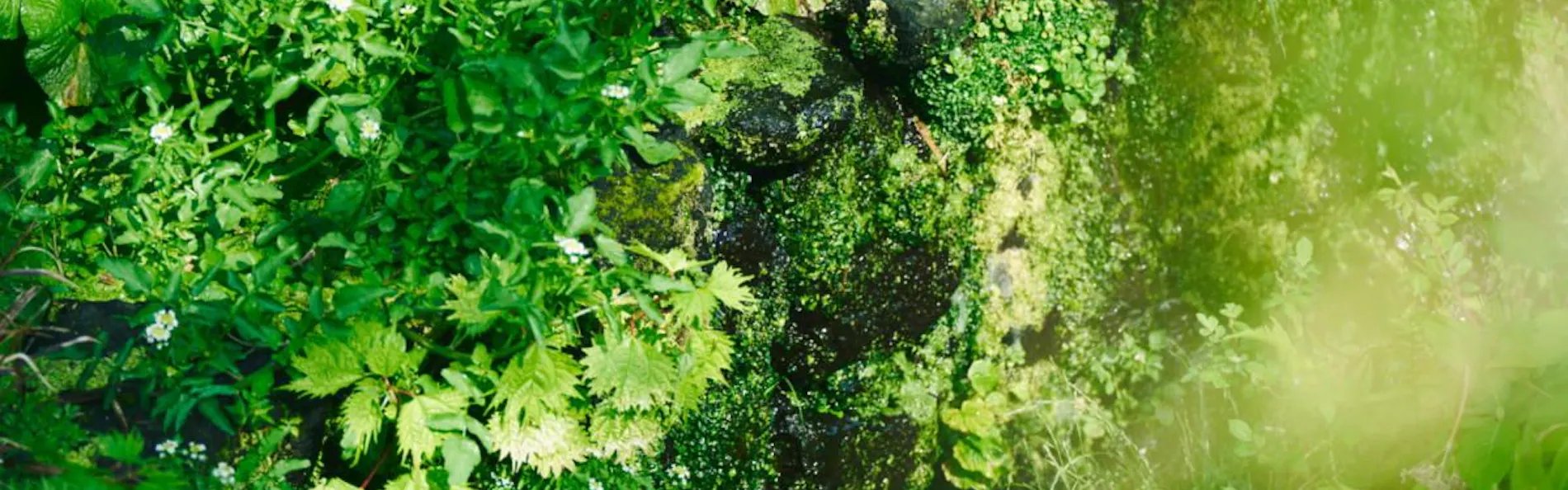 箱根翡翠