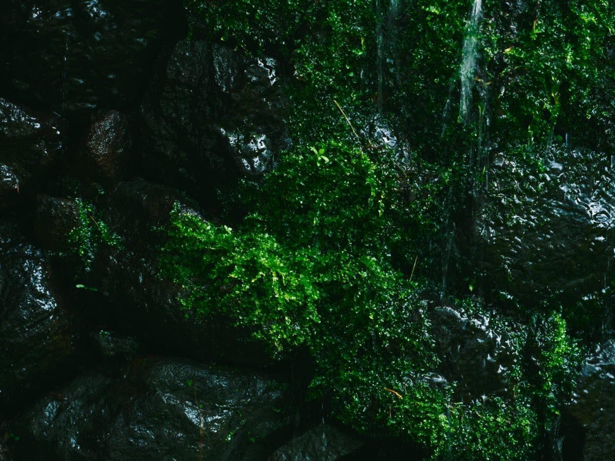 箱根翡翠