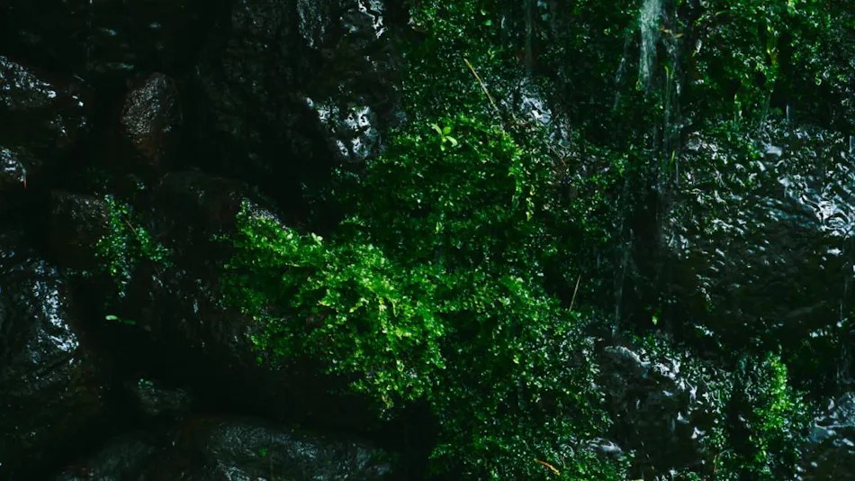 Hakone Hisui
