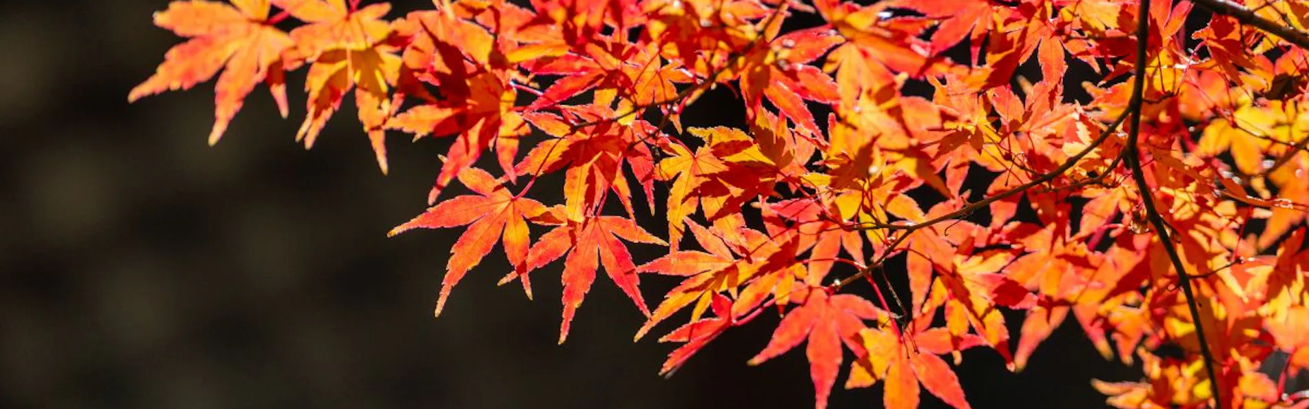 奈良偲の里 玉翠