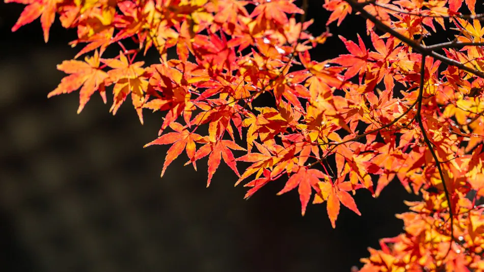 Narashino-no-sato Gyokusui
