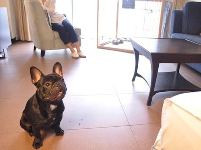 兵庫県で犬や猫などペットと泊まれる宿18選 Iisentaku 兵庫県で犬や猫などペットと泊まれる宿18選 Iisentaku