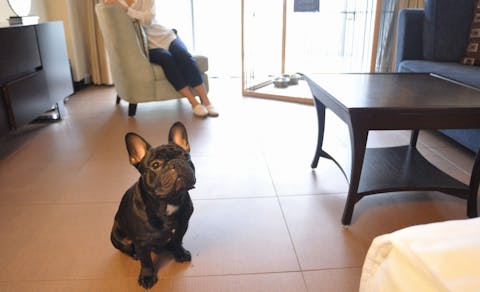 21年最新 兵庫周辺でペットと泊まれる宿ランキング 一休 Com 21年最新 兵庫周辺でペットと泊まれる宿ランキング 一休 Com