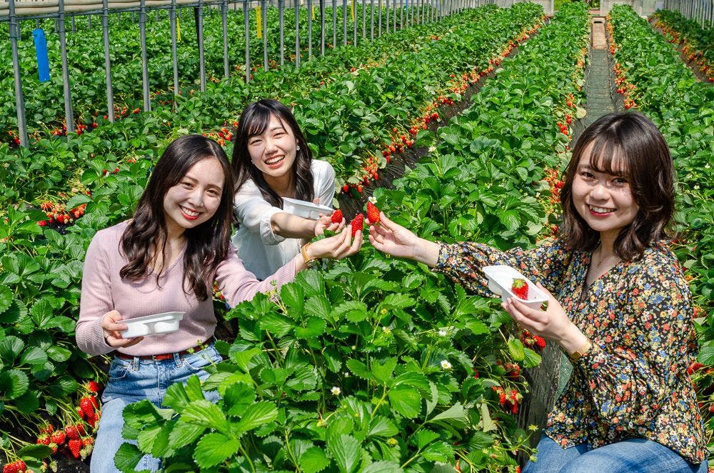 江間いちご狩り園