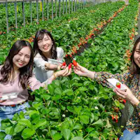江間いちご狩り園