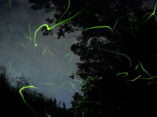 A Night to Encounter Fireflies