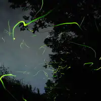 A Night to Encounter Fireflies