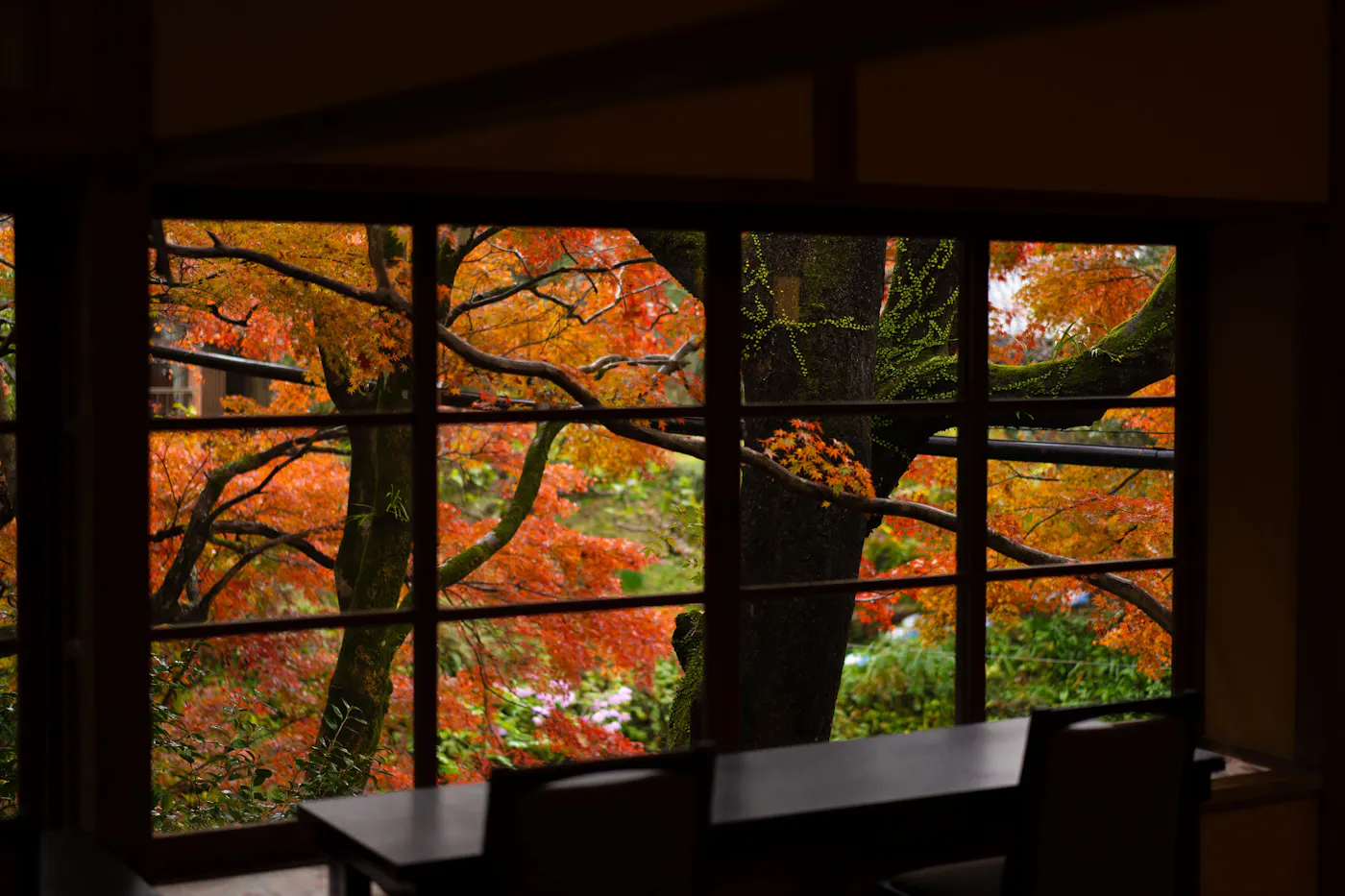 秋月温泉 料亭旅館 清流庵:紅葉を望む窓辺