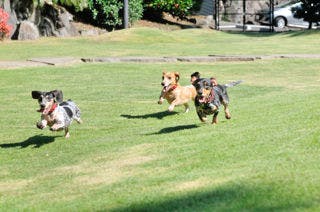 【　愛犬至福の特典付プラン　】旅の疲れをリフレッシュするオーベルジュ特製おやつ付き