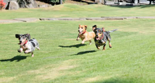 【 愛犬至福の特典付プラン 】旅の疲れをリフレッシュするオーベルジュ特製おやつ付き