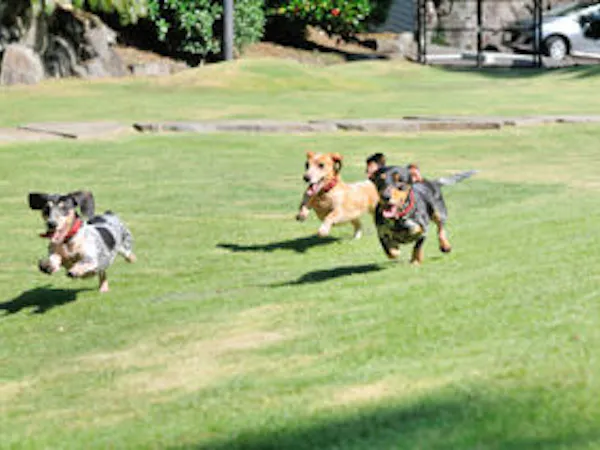 【 愛犬至福の特典付プラン 】旅の疲れをリフレッシュするオーベルジュ特製おやつ付き