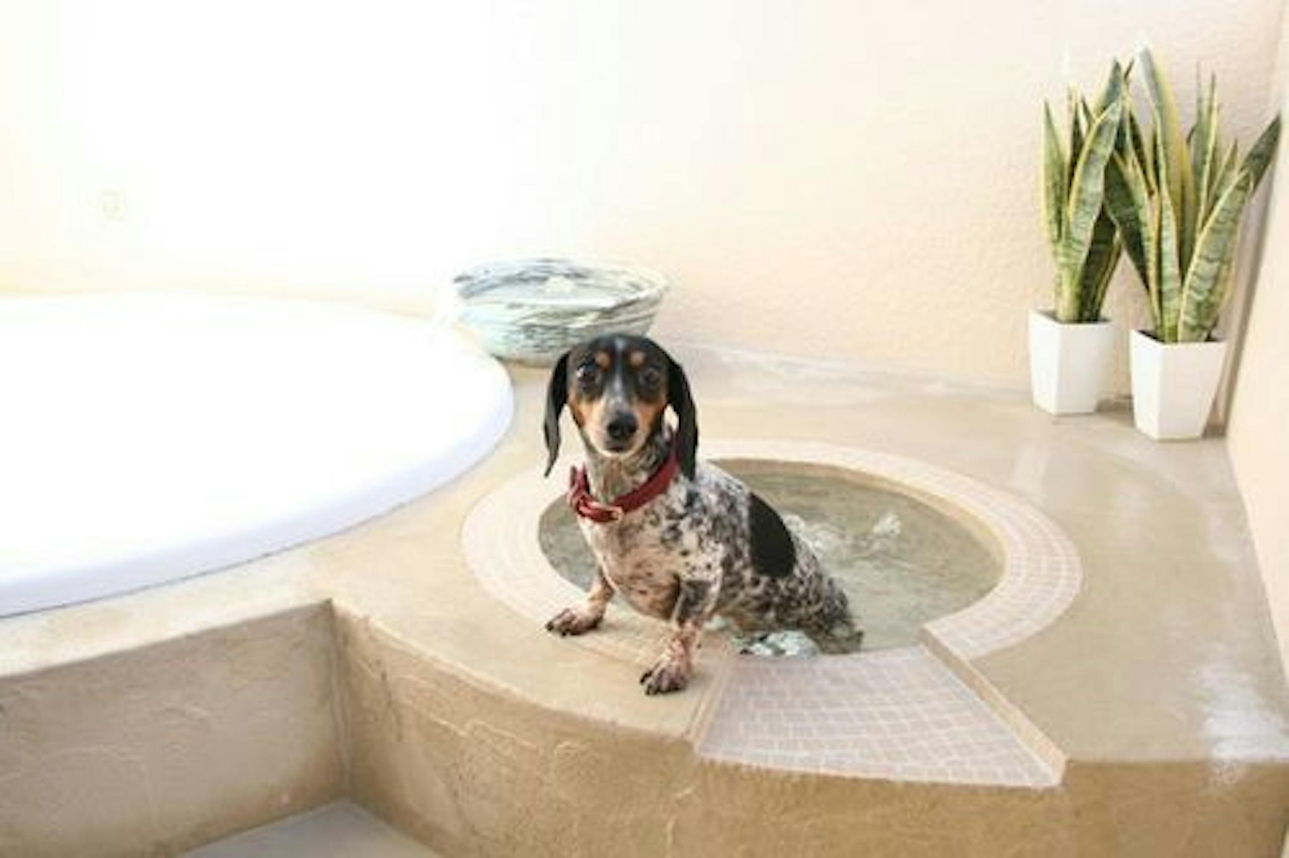 伊豆で人気のペットと泊まれる宿おすすめ18選 温泉付きやドッグラン付きなど特徴別にご紹介 ペトコト 伊豆で人気のペットと泊まれる宿おすすめ18選 温泉付きやドッグラン付きなど特徴別にご紹介 ペトコト