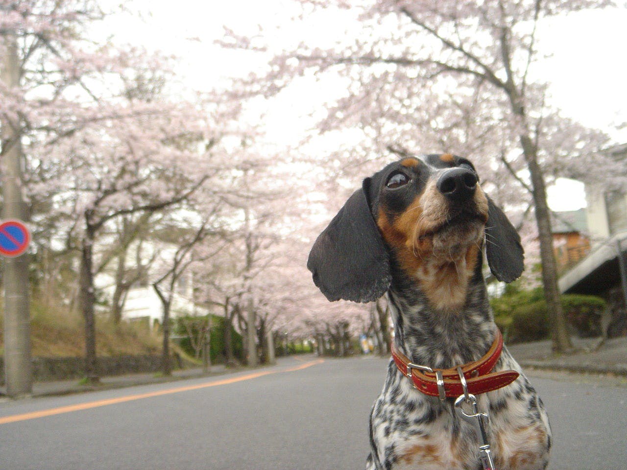 伊豆高原オーベルジュ　ベルエキップ　 La Belle Equipe