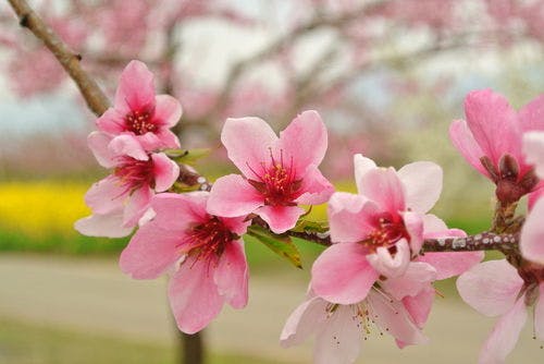 ดอกท้อและดอกคาโนลา