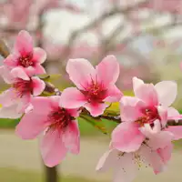 ดอกท้อและดอกคาโนลา