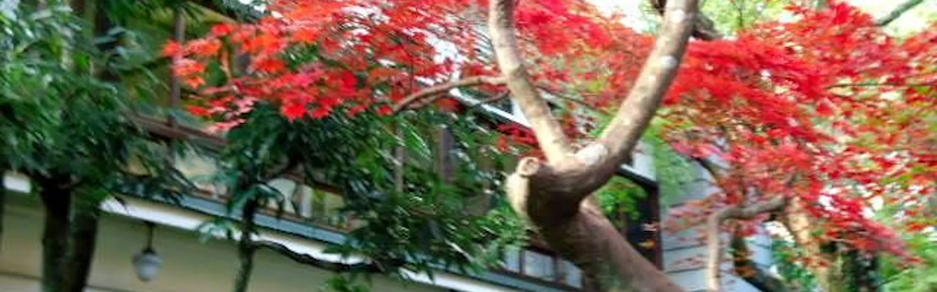 箱根湯本温泉 萬翠楼 福住