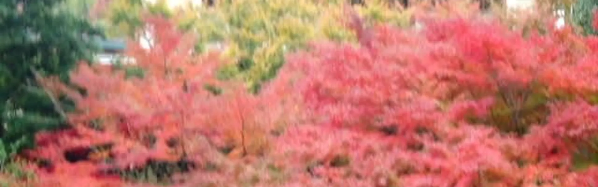 箱根湯本温泉 萬翠楼 福住