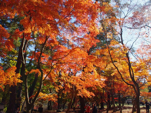 สวนสาธารณะสึคิโนะอิชิโมมิจิในฤดูใบไม้เปลี่ยนสี