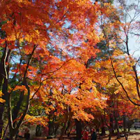 สวนสาธารณะสึคิโนะอิชิโมมิจิในฤดูใบไม้เปลี่ยนสี