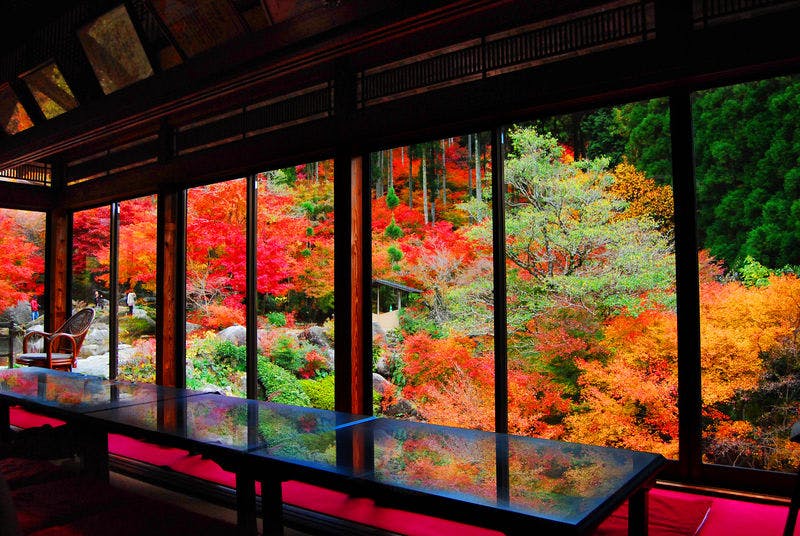環境芸術の森の紅葉