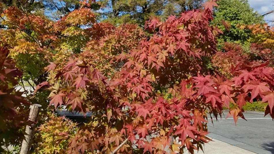 Hotel Harvest Kyoto Takagamine
