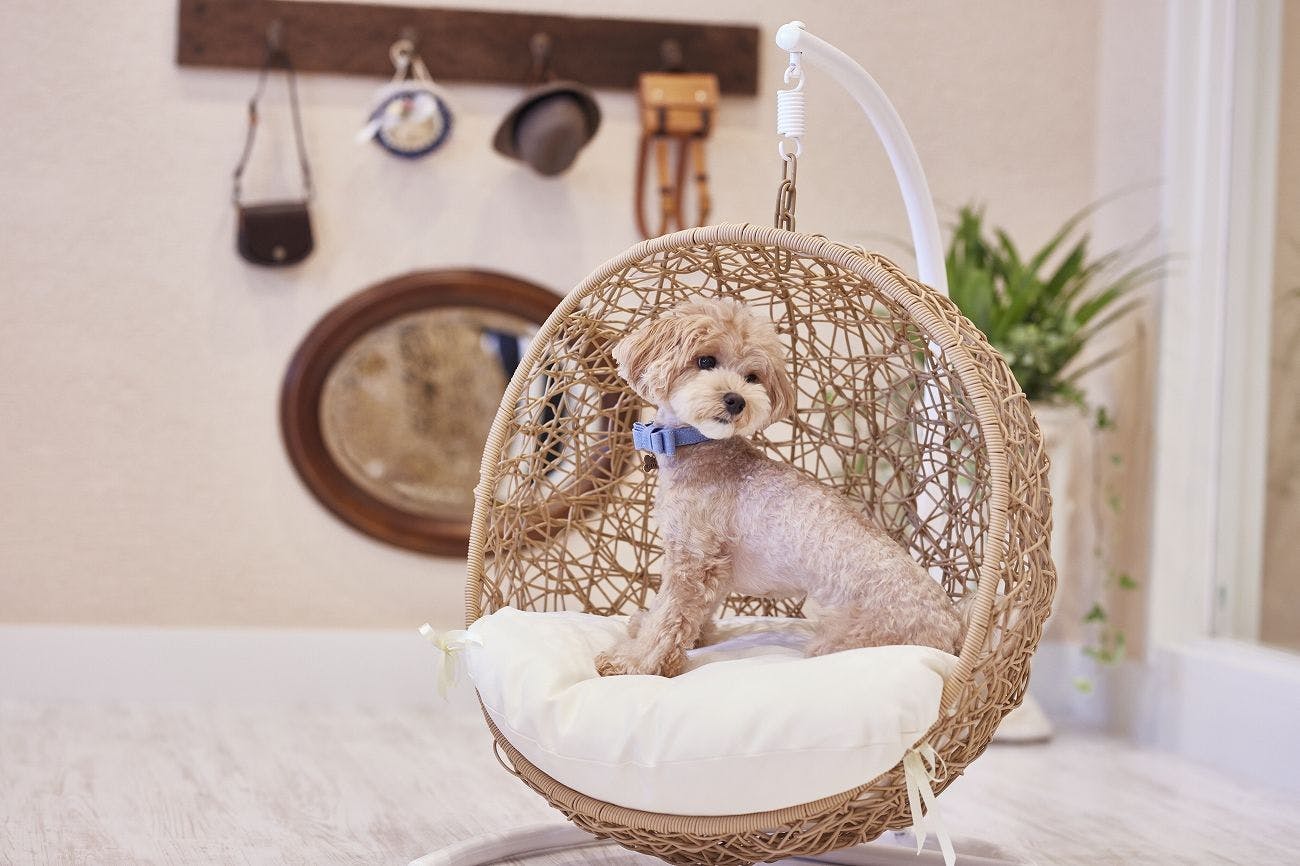 要問い合せ♥️愛しいワンちゃんをお部屋に♥️ハンドペイント　油絵　子犬　多種 要問い合せ♥️愛しいワンちゃんをお部屋に♥️ハンドペイント