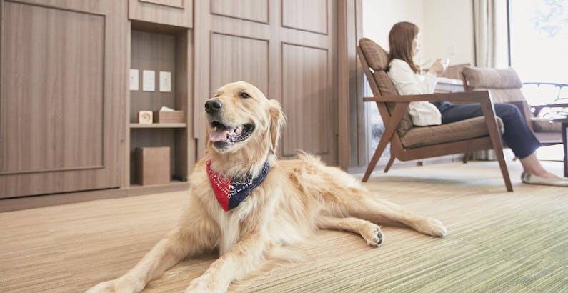 ツイン 前庭付き 客室30平米 前庭5 10平米 ペット同伴ルーム 基本 旧軽井沢に愛犬も嬉しいresort Pet Hotel 小 大型犬まで可プラン ルシアン旧軽井沢 一休 Com
