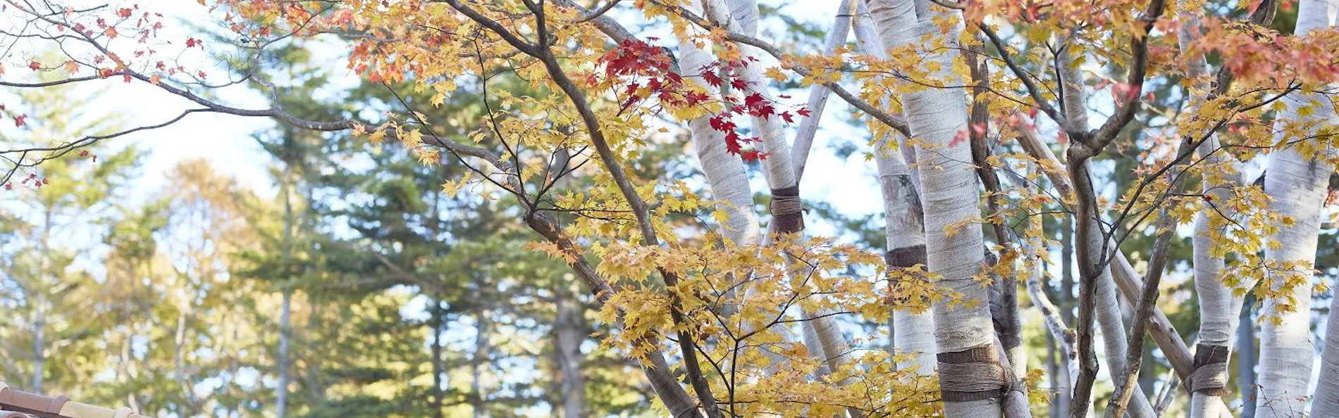 ルシアン旧軽井沢