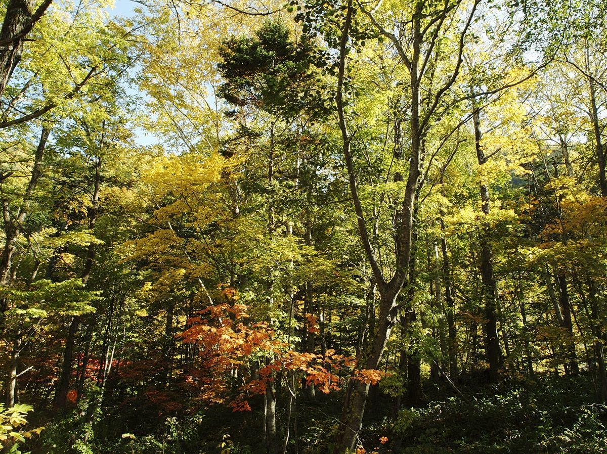 奥定山渓温泉　佳松御苑