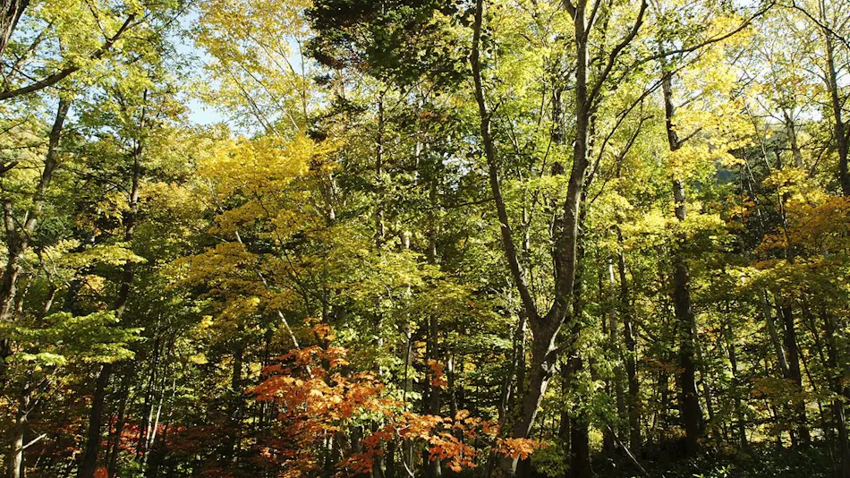 Oku Jozankei Onsen Kasho Gyoen