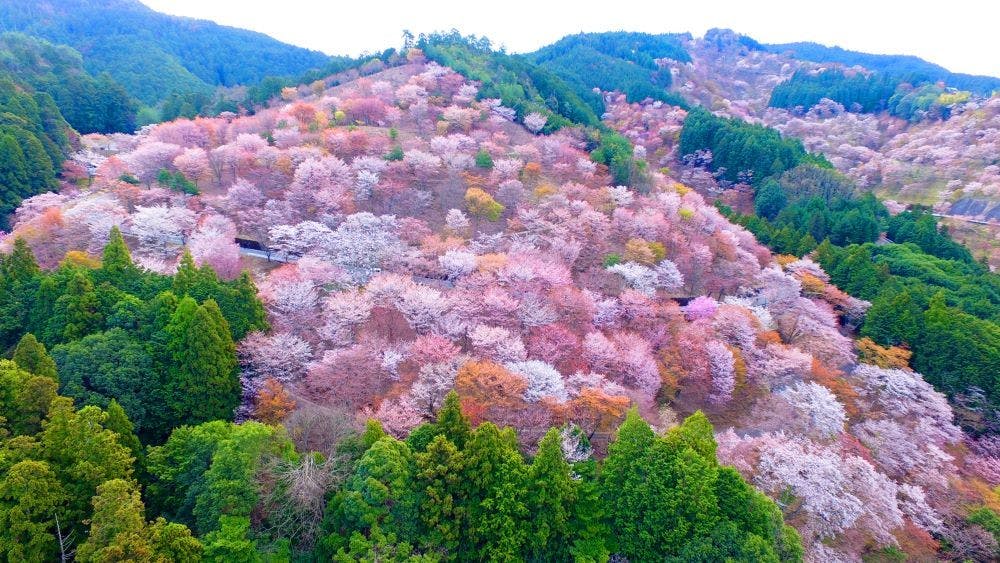 【吉野山】（車で約60分）
