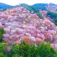 【โยชิโนะยามะ】 (ประมาณ 60 นาทีโดยรถยนต์)