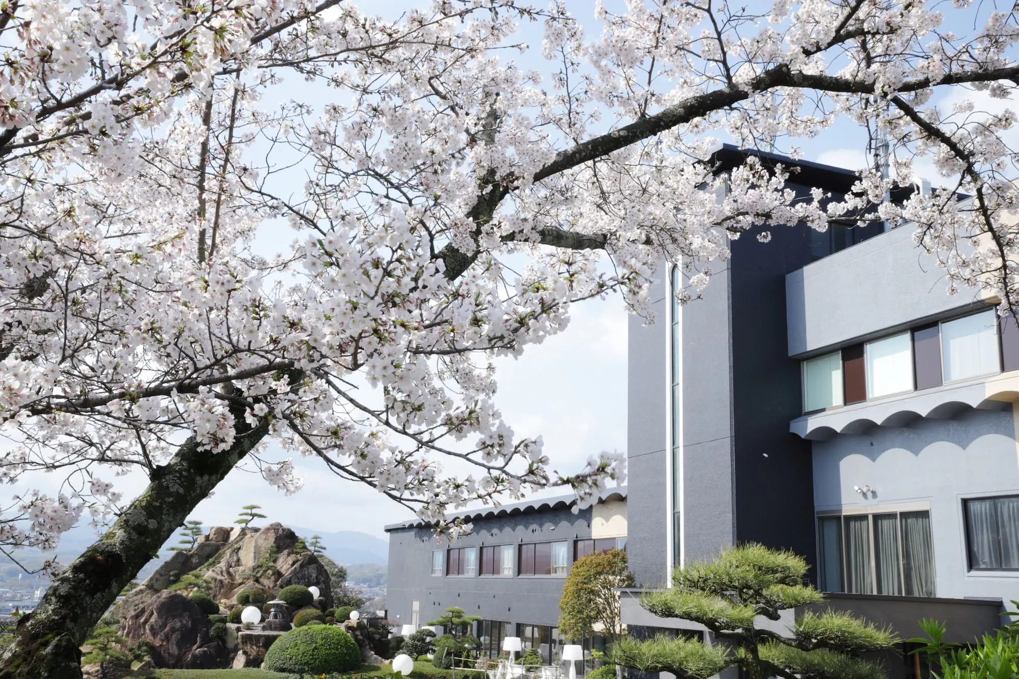 봄에는 정원에 벚꽃이 만개합니다