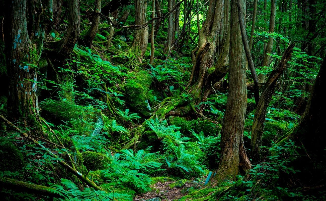 蓼科大滝遊歩道