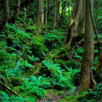 蓼科大滝遊歩道