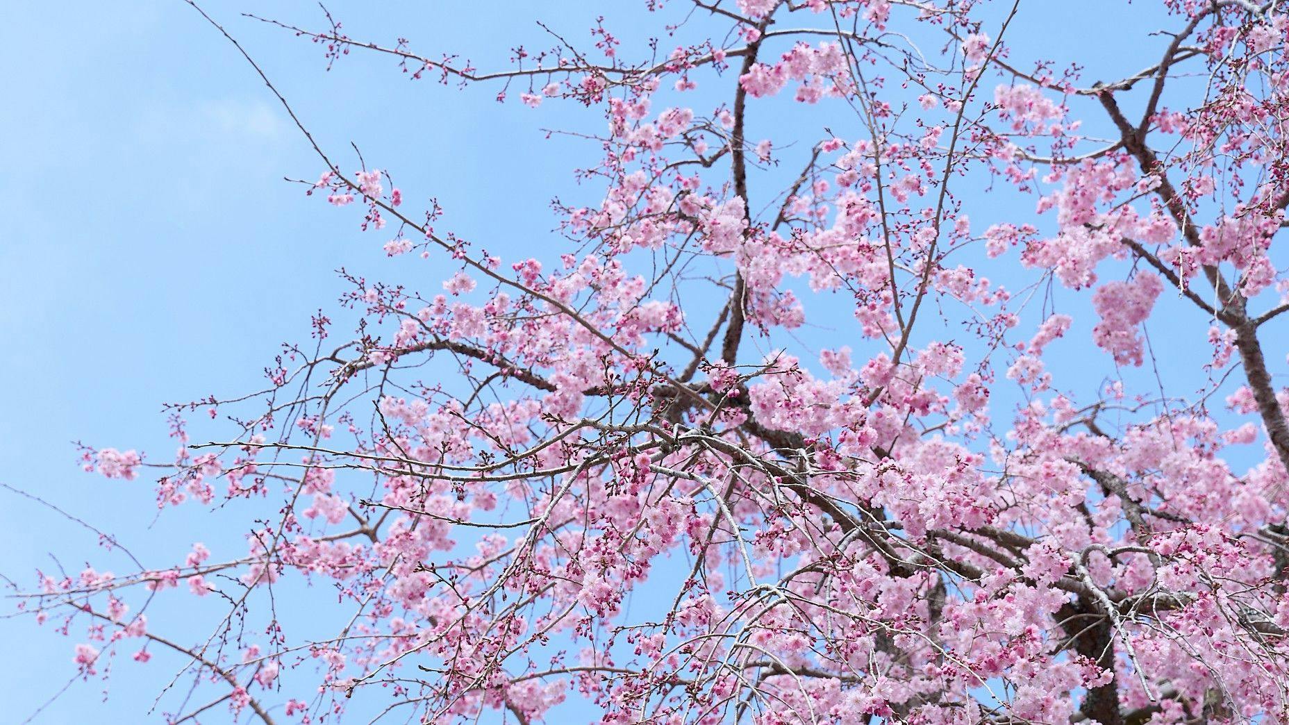欅の宿 縁