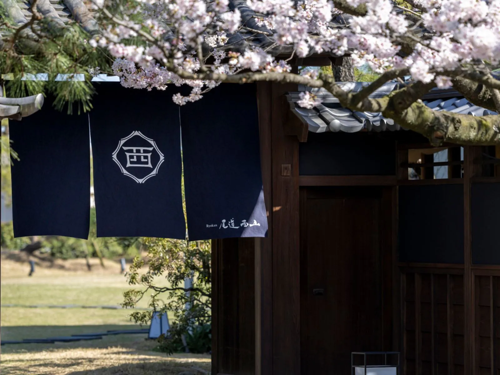 お客様をお出迎えする春の桜