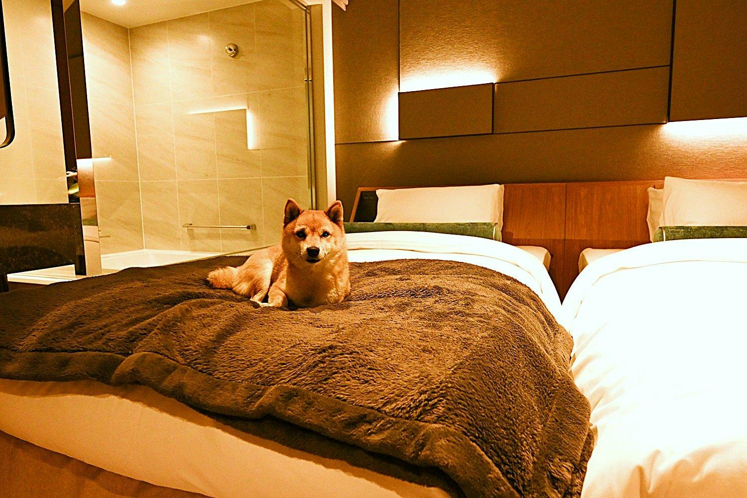 【ペットフレンドリー】愛犬と一緒に過ごすグリーンシーズン限定プラン （朝食付き）