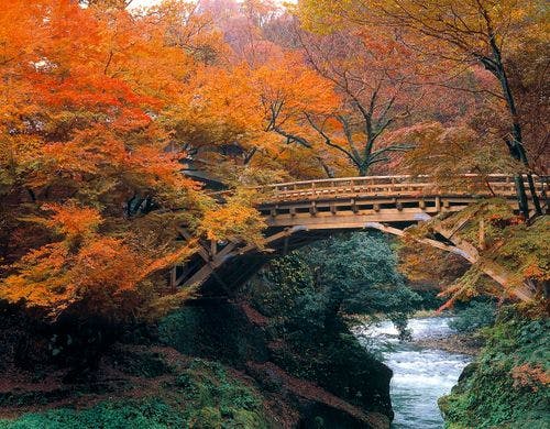 こおろぎ橋と鶴仙渓の紅葉。