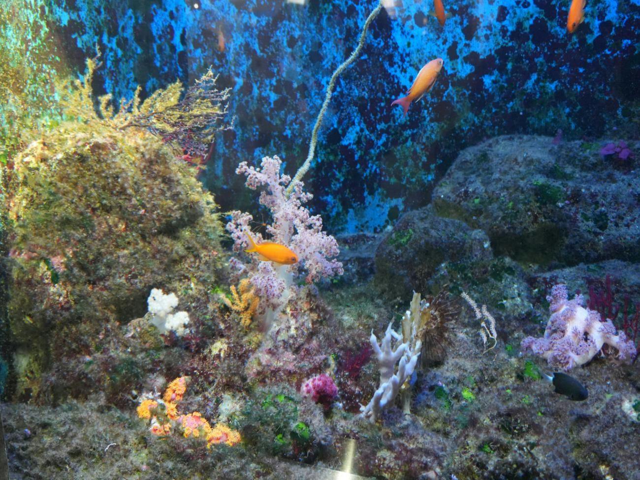 葛西臨海水族園の一般チケット2枚付！12月20日までのご宿泊でピザ1枚が無料！（素泊まり）