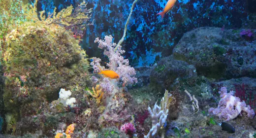 葛西臨海水族園の一般チケット2枚付!12月20日までのご宿泊でピザ1枚が無料!(素泊まり)