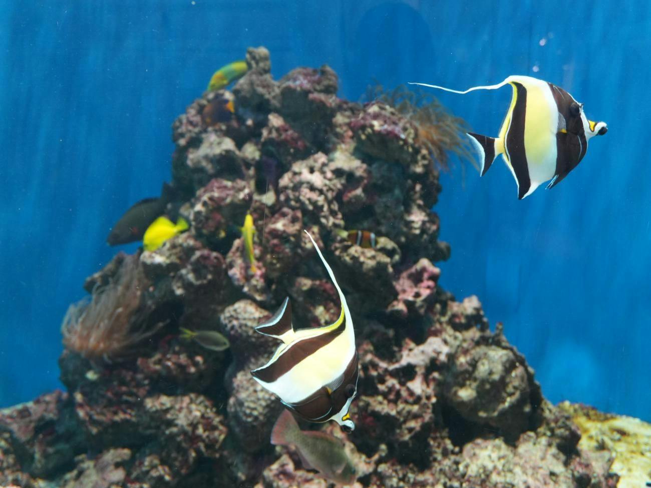 葛西臨海水族園の一般チケット2枚付！12月20日までのご宿泊でピザ1枚が無料！（翌日ランチ付）
