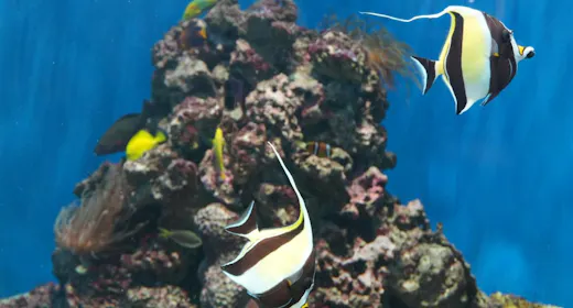 葛西臨海水族園の一般チケット2枚付!12月20日までのご宿泊でピザ1枚が無料!(翌日ランチ付)