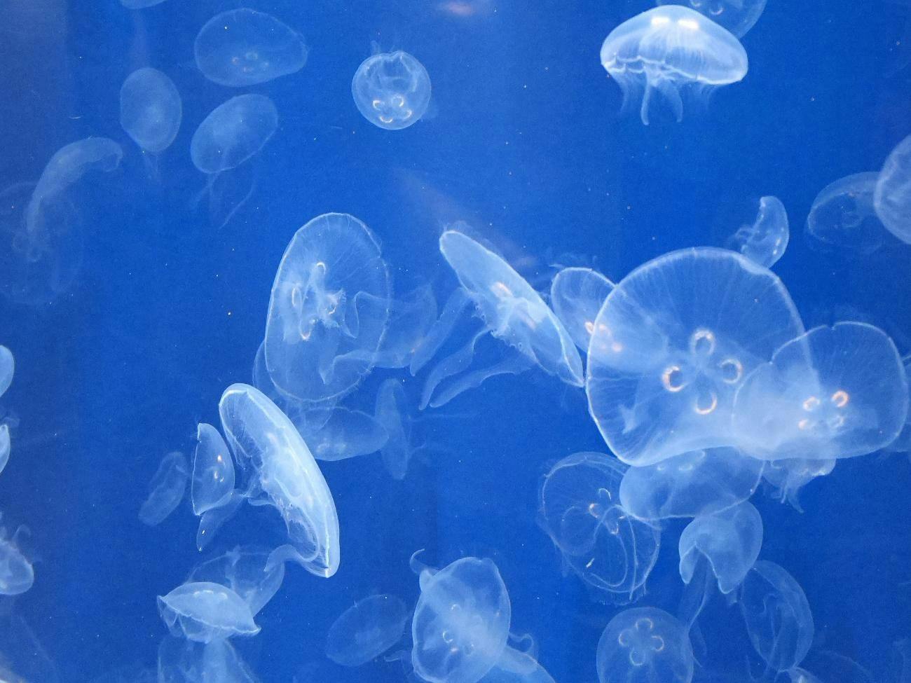 葛西臨海水族園の一般チケット2枚付！12月20日までのご宿泊でピザ1枚が無料！（朝食付）