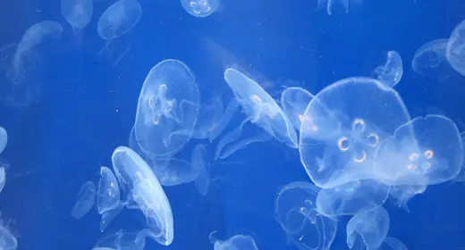葛西臨海水族園の一般チケット2枚付!12月20日までのご宿泊でピザ1枚が無料!(朝食付)