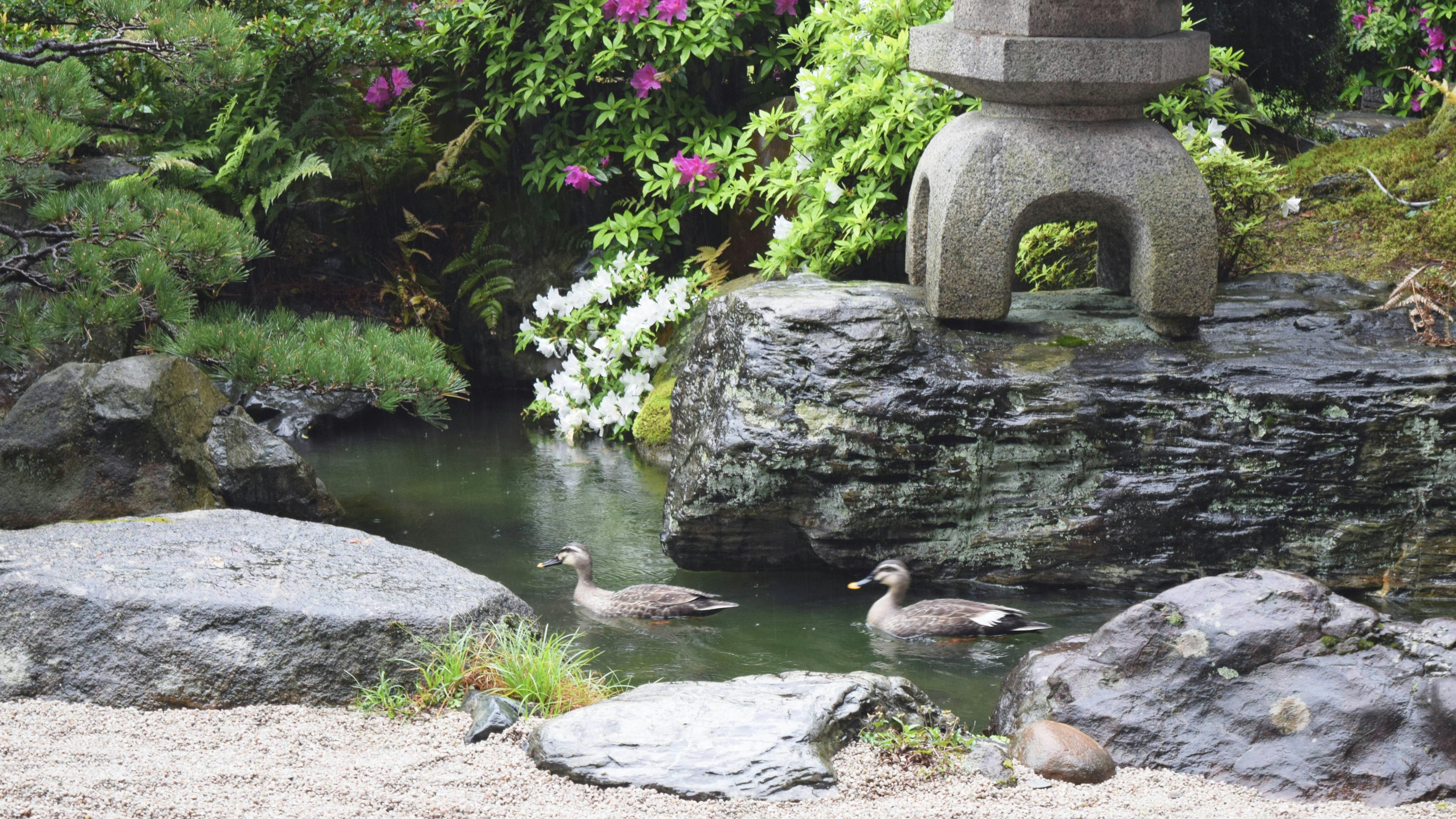 Taman Jepun pada awal musim panas